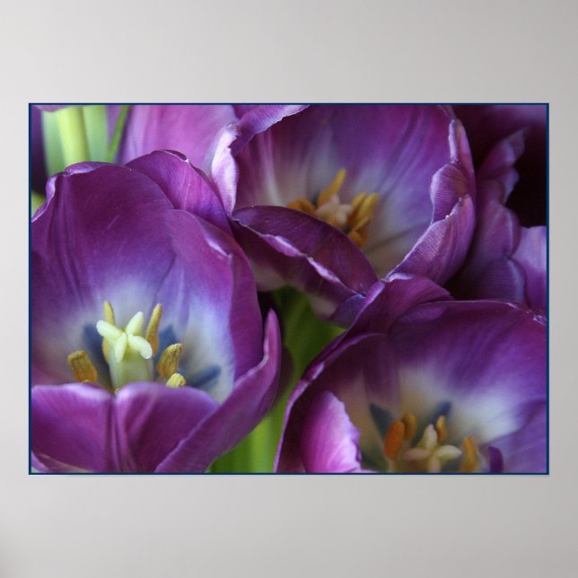Vibrant Purple Tulips Poster (Front)