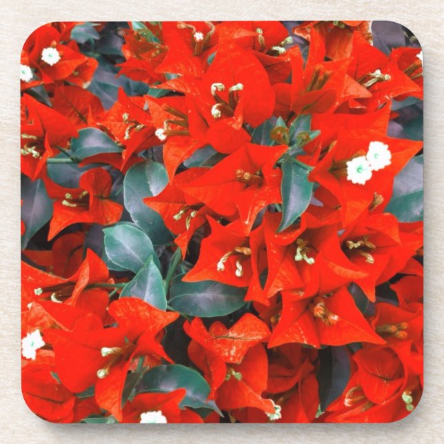Vibrant Red Bougainvillea Flowers Drink Coaster (Front)