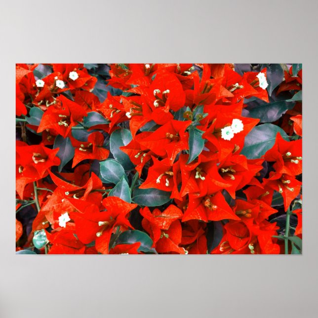 Vibrant Red Bougainvillea Flowers Poster (Front)