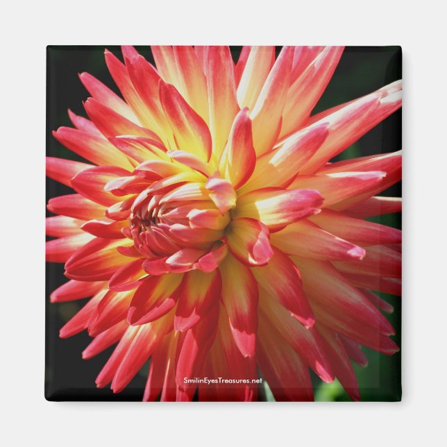 Vibrant Red Dahlia Flower Photography Magnet (Front)