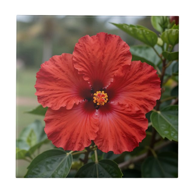 Vibrant Red Hibiscus Tropical Bloom Ceramic Tile (Front)