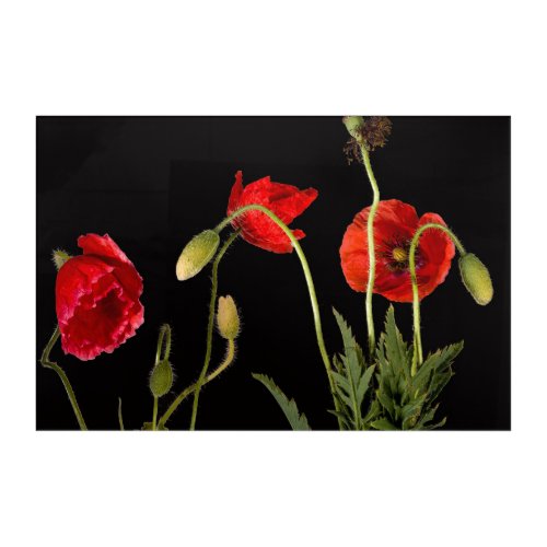 Vibrant Red Poppies On Black Acrylic Print