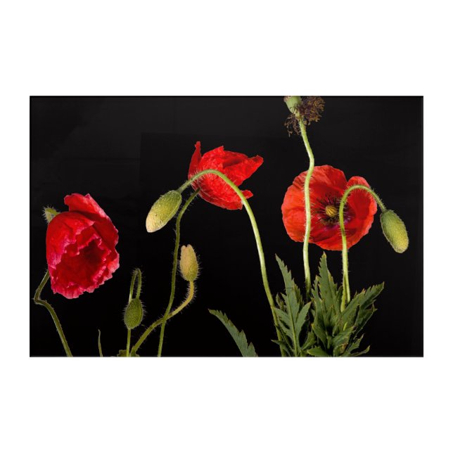 Vibrant Red Poppies On Black Acrylic Print (Front)