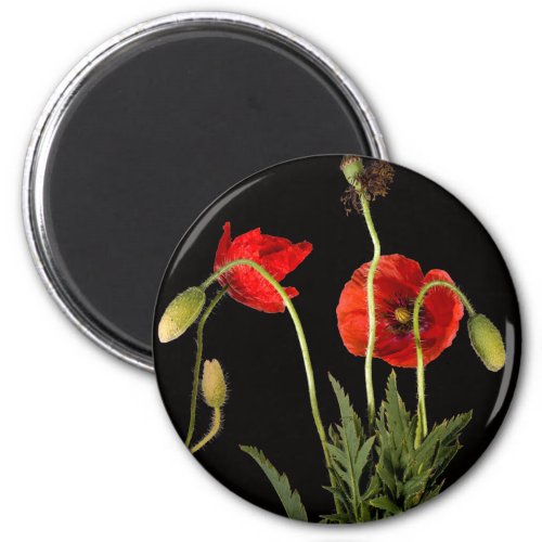 Vibrant Red Poppies On Black Magnet