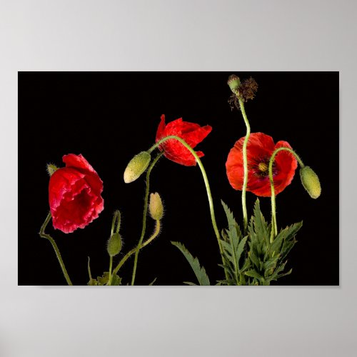 Vibrant Red Poppies On Black Poster