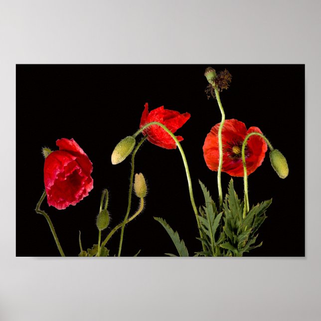 Vibrant Red Poppies On Black Poster (Front)