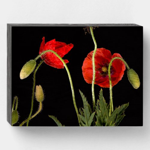 Vibrant Red Poppies On Black Wooden Box Sign