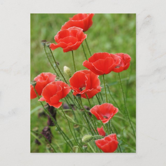 Vibrant Red Poppy Flowers  Postcard (Front)
