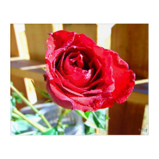 Vibrant Red Rose in Sunlight Acrylic Print