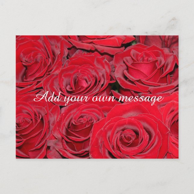 Vibrant Red Roses Postcard (Front)