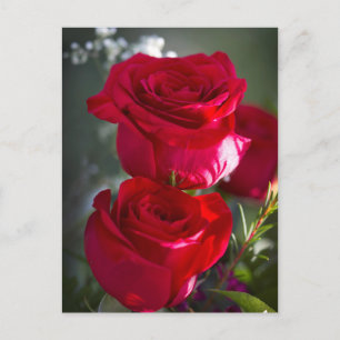 Vibrant Romantic Red Roses Postcard