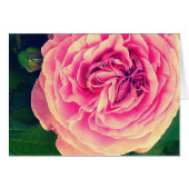 Vibrant Rose (Front Horizontal)
