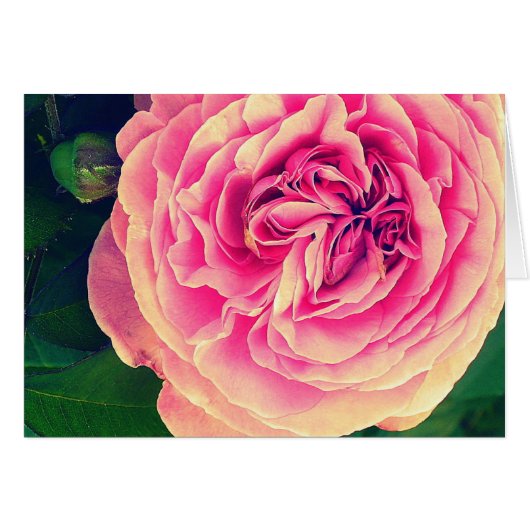Vibrant Rose Cards (Front Horizontal)