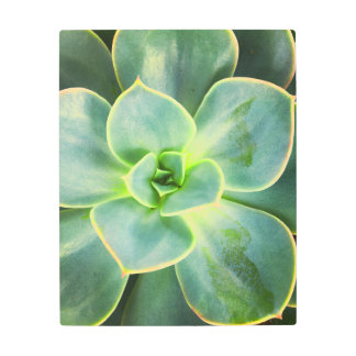 Vibrant Rustic Green Succulent Metal Print