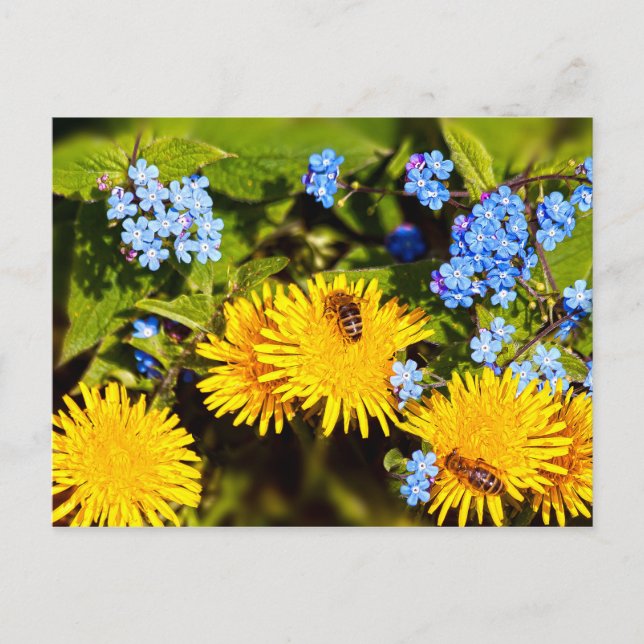Vibrant Spring Floral Dandelion Bee Flowers Postcard (Front)
