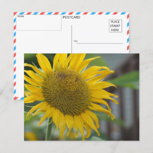 Vibrant Summer Sunflower Postcard