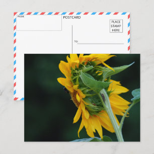 Vibrant Sunflower Elegance Postcard