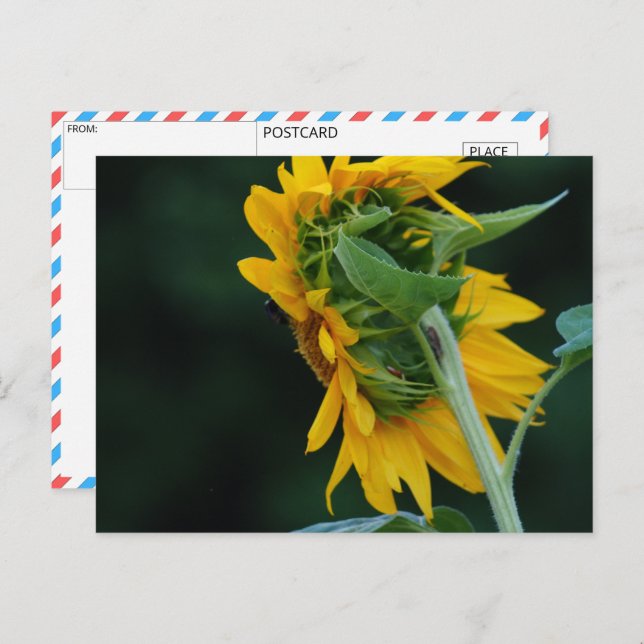  Vibrant Sunflower Elegance Postcard (Front/Back)