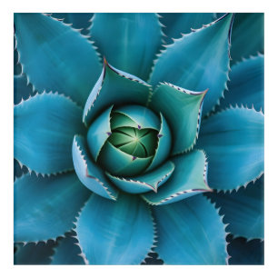 Vibrant Teal Agave Succulent Macro Geometric Acrylic Print