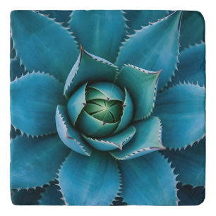 Vibrant Teal Agave Succulent Macro Geometric Trivet