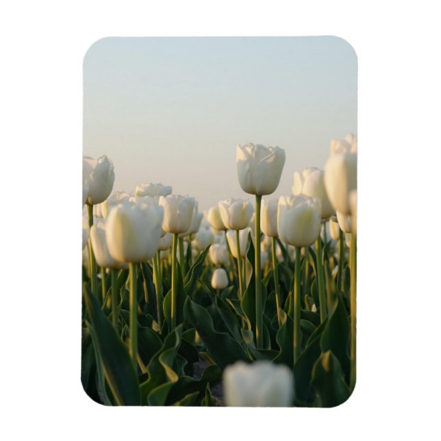 Vibrant white and Red Tulips Garden Photo Magne Magnet (Vertical)