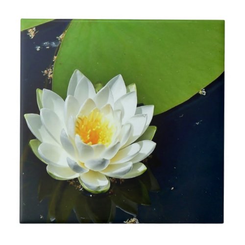 Vibrant White Water Lily Photo Ceramic Tile