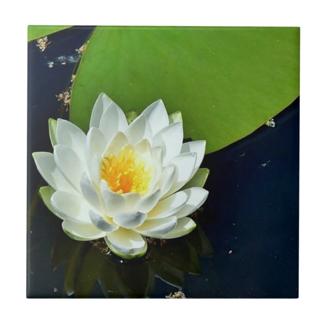 Vibrant White Water Lily Photo Ceramic Tile (Front)