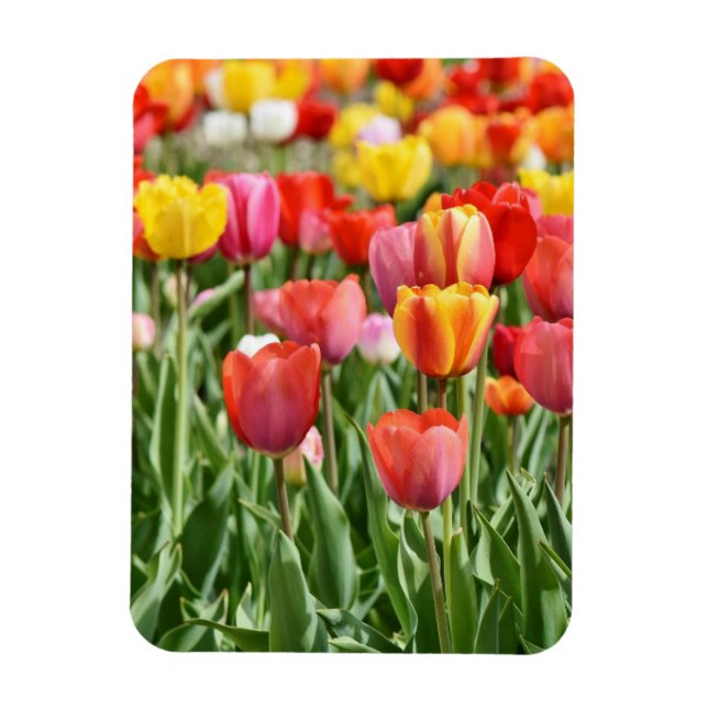 Vibrant Yellow and Red Tulips Garden Photo Magnet (Vertical)