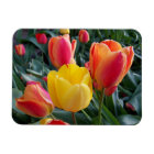 Vibrant Yellow and Red Tulips Garden Photo