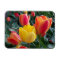 Vibrant Yellow and Red Tulips Garden Photo