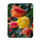 Vibrant Yellow and Red Tulips Garden Photo