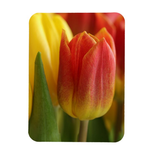 Vibrant Yellow and Red Tulips Garden Photo Magnet (Vertical)
