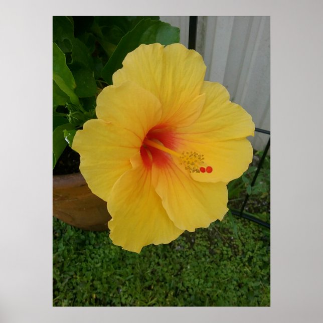 Vibrant Yellow Hibiscus Bloom Poster (Front)