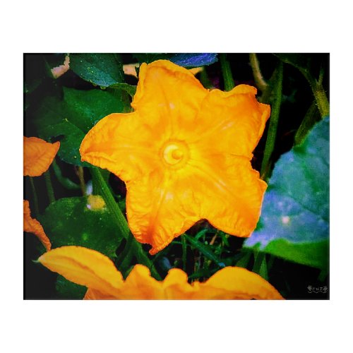 Vibrant Yellow Squash Blossom Acrylic Print