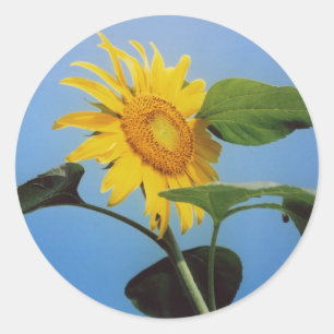 Vibrant Yellow Sunflower Flowers in Blue Sky Classic Round Sticker