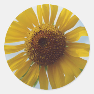 Vibrant Yellow Sunflower Flowers in Blue Sky Classic Round Sticker