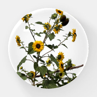 Vibrant Yellow Sunflower Paperweight