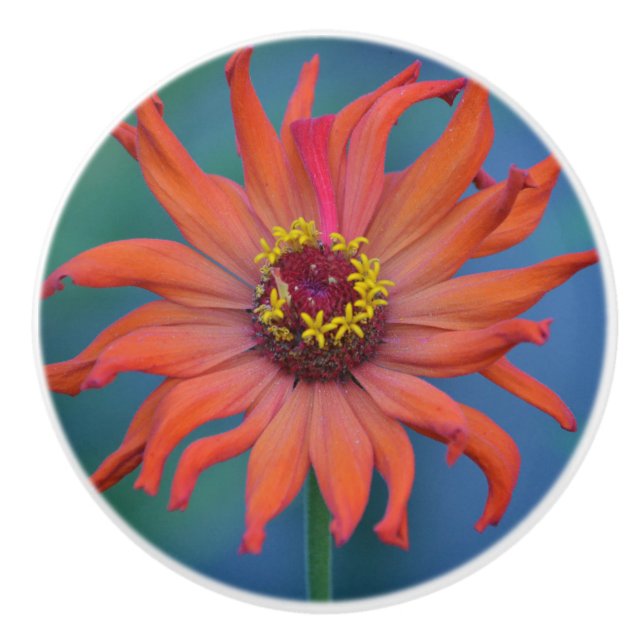Vibrant Zinnia Ceramic Knob (Front)