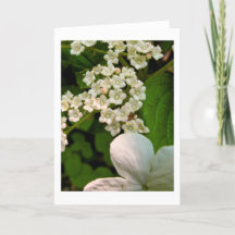 Viburnum along Sterling Pond Trail