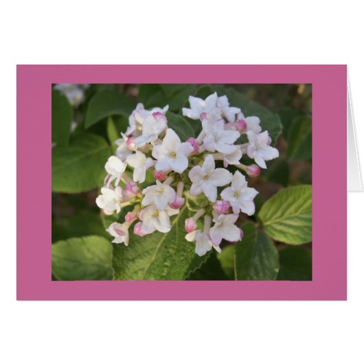 Viburnum blossom cards (Front Horizontal)