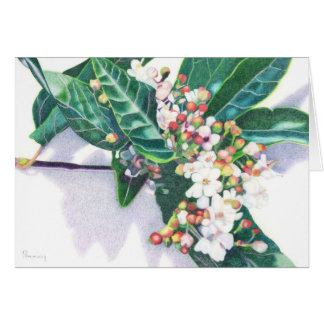 Viburnum Cards