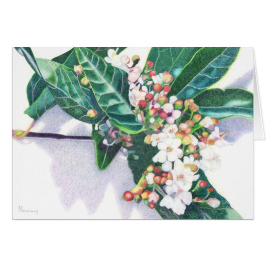 Viburnum Cards (Front Horizontal)