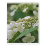 Viburnum Temporary Tattoos