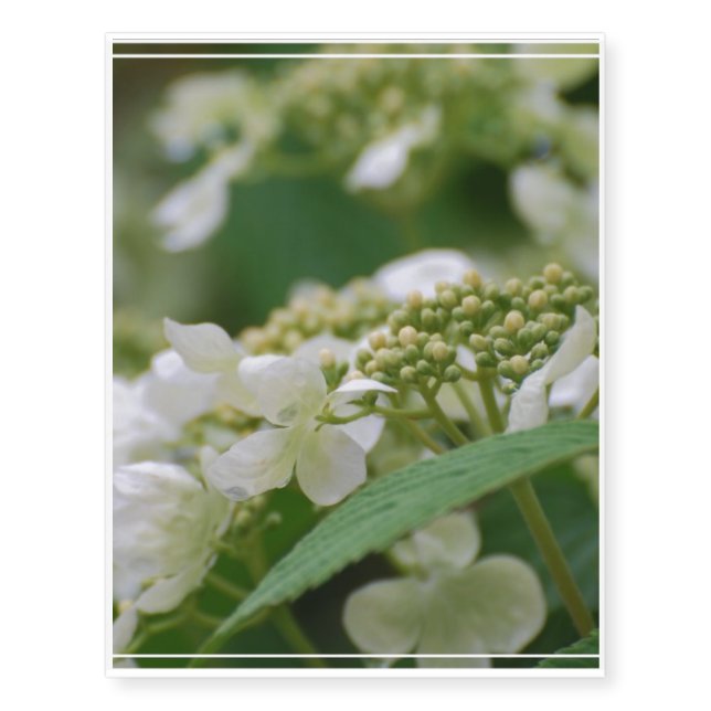 Viburnum Temporary Tattoos (Front)