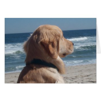 Viceroy At The Beach by Firecrackinmama at Zazzle