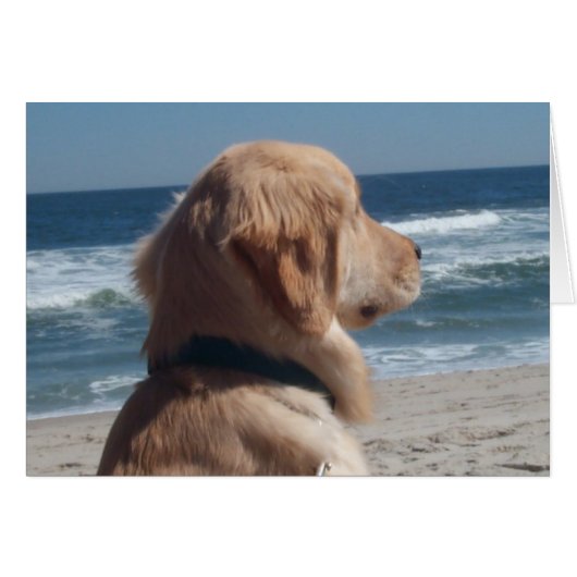 Viceroy at the Beach Cards (Front Horizontal)