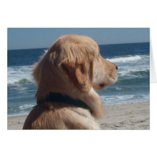 Viceroy at the Beach Cards