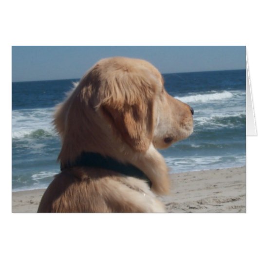 Viceroy at the Beach Cards (Front Horizontal)