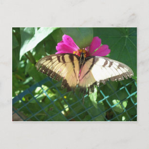 Viceroy Butterfly, 1 Postcard