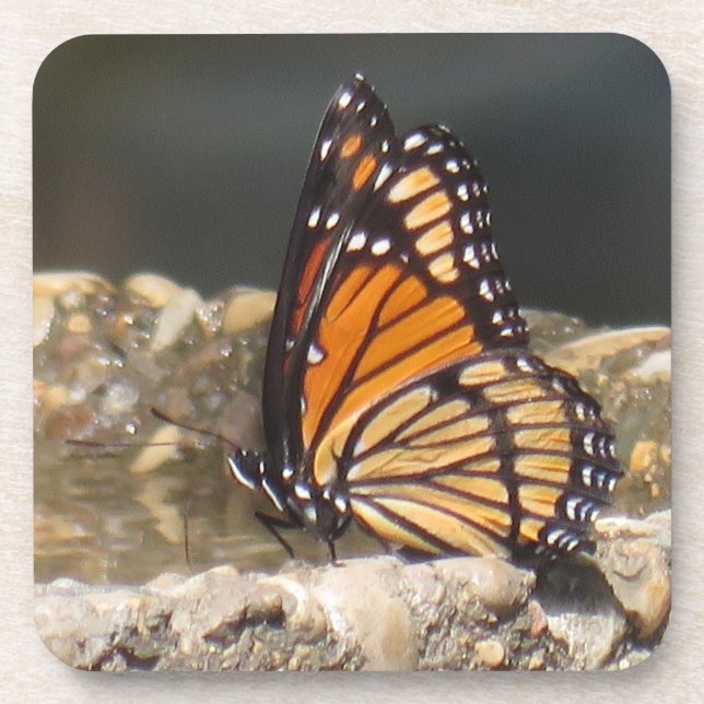 Viceroy Butterfly - 6 pack Coasters (Front)